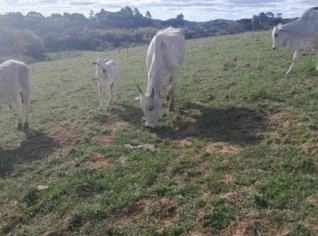 Lote de 12 Animais Nelore PO em Curitiba