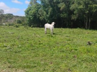 Lote de 12 Animais Nelore PO em Curitiba
