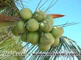 Coco Verde Fresco - Qualidade em Atacado e Varejo