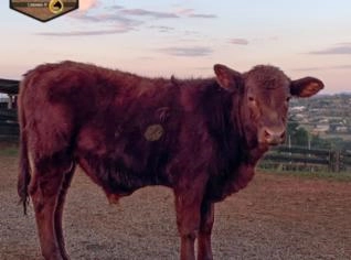 Bovinos Braford e Senepol à Venda em Jundiaí-SP