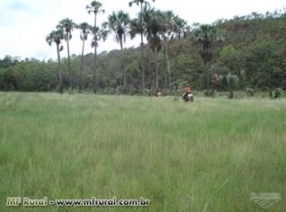 Fazenda Malhada Grande - Completa para Gado, Soja e Milho em Formosa do Rio Preto