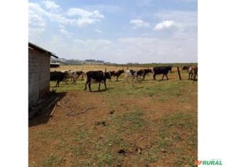 27 Vacas à venda em Tatuí/SP