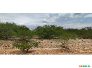 Fazenda em Casa Nova/BA - 247 hectares