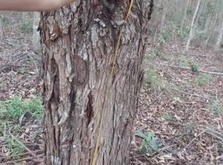 Floresta de Eucalipto Urograndis com 15 anos - 40 mil pés em MG