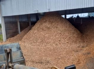 Cavaco de Eucalipto - Biomassa para Queima