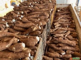 Mandioca Descascada Embalada a Vácuo