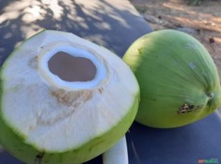 Coco Verde de Rodelas-BA - Produto Fresco e Direto do Produtor