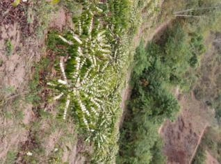 Sócio Investidor para Torrefação de Café em Aracruz