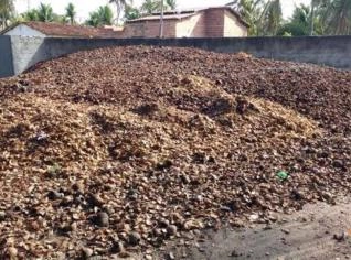 Casca de Coco Triturada para Carvão - 30 Toneladas
