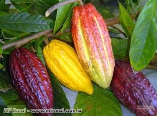 Semente de Cacau Secas para Consumo e Plantio