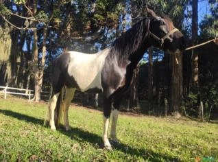 Mangalarga Pampa de Preto - Garanhão Registrado