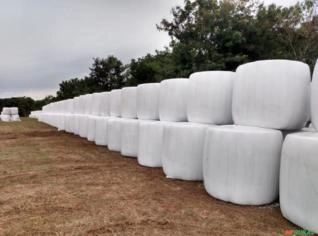 Feno Tifton Pré Secado - Santa Helena, PR