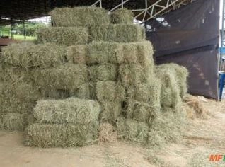 Feno Tifton em Fardos e Rolos de Várias Pesagens