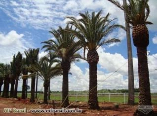Palmeiras Phoenix canariensis - Unidades à venda