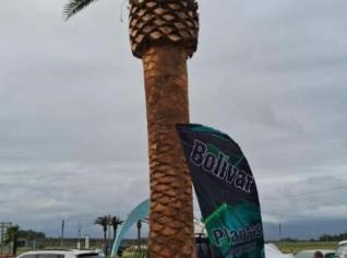 Palmeira Fenix Canariense Imponente de 5m