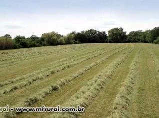 Feno de Coast Cross em Fardos Comerciais de 18kg - Qualidade o Ano Todo