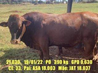Tourinhos PO Bonsmara 16-24 meses - Alta Qualidade