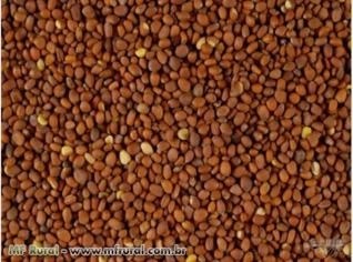Semente Nabo Forrageiro para Plantio - Alta Produção de Massa Verde