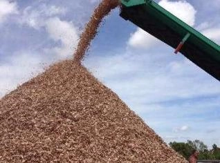 Cavaco de Eucalipto de Floresta Plantada Acima de 6 Anos