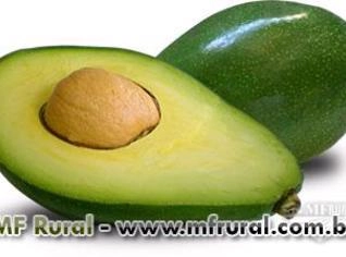 Compra de Abacate Fortuna e Quintal em Grandes Quantidades