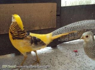 Casais de Faisões Canário Ornamentais Saudáveis