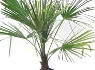 Muda de Palmeira Buriti - RS