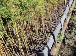 Muda de Bracatinga - Ótima para o Seu Jardim