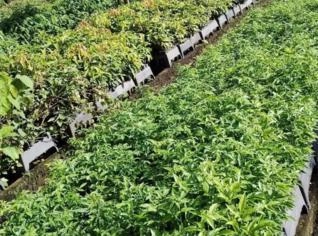 Guabiroba: Muda Nativa para Seu Jardim em Nova Prata