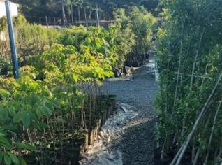 Mudas de Espinheira Santa - Saúde e Beleza para Seu Jardim