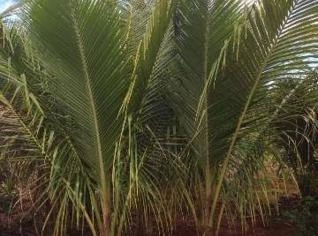 Mudas de Coco Anão no Torrão
