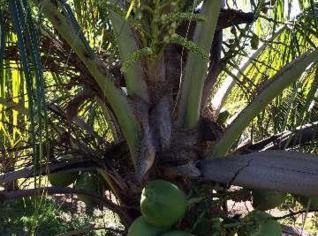 Mudas Coco Anão - Promoção Imperdível