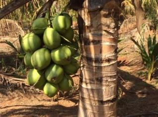 Mudas de Coco Anão no Torrão - Promoção Imperdível