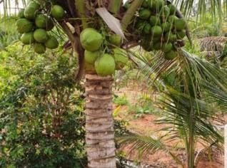 Mudas Coco Anão - Promoção em Tupã