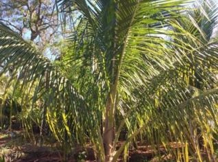 Mudas Coco Anão - Promoção em Tupã