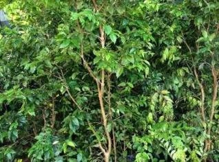 Mudas de Jabuticaba Saudáveis e Vigorosas