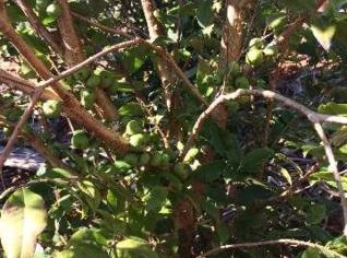 Mudas de Jabuticaba - Qualidade Garantida em Tupã