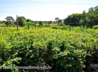 Mudas de Jabuticaba Saudáveis e Vigorosas