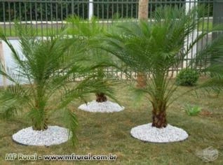 Mudas de Palmeiras de Qualidade para Jardins e Paisagismo