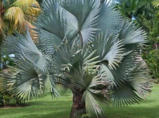 Mudas de Palmeiras de Qualidade para Jardins e Paisagismo