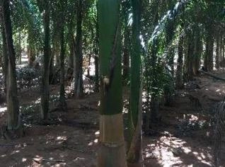 Mudas de Palmeiras de Qualidade para Jardins e Paisagismo