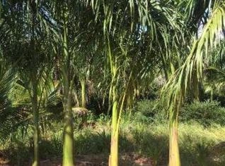 Mudas de Palmeiras de Qualidade para Jardins e Paisagismo