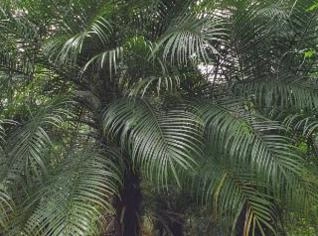 Mudas de Palmeiras de Qualidade para Jardins e Paisagismo