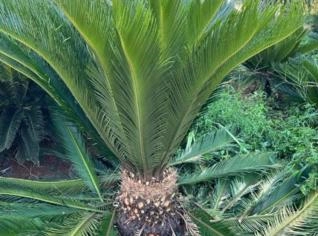 Mudas de Palmeiras de Qualidade para Jardins e Paisagismo