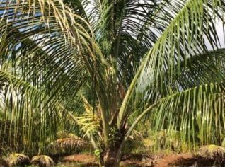 Mudas de Coco Anão - Alta Qualidade em Tupã, SP