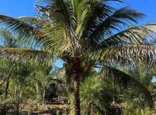Mudas de Coco Anão de Alta Qualidade