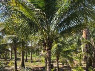 Mudas de Coco Anão de Alta Qualidade