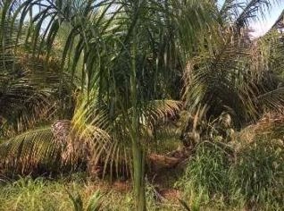 Mudas Palmeira Imperial - Adultas e Aclimatadas