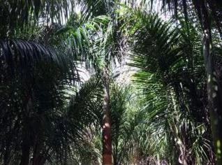 Mudas Palmeira Imperial em Tupã - R$200,00