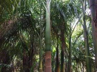 Mudas de Palmeira Imperial Adultas e Variadas
