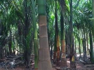 Mudas de Palmeira Imperial - Adquirir em Tupã - SP
